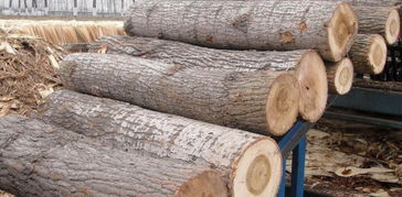 楊木原木采購指南 價(jià)格行情、廠家資源與選購要點(diǎn)